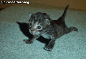 chat qui  appuet avant